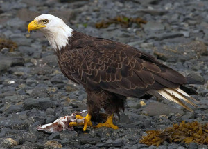 800px-2010-bald-eagle-kodiak